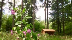 Guidet tur i Ravnebanke skov @ Skovmøllen