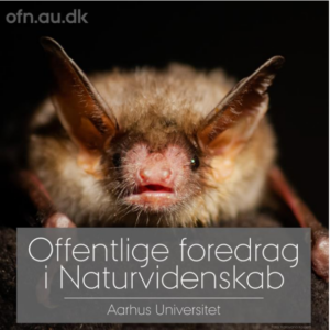 Flagermus Aau-livestream @ Havrehedsskolen afd. Veflinge